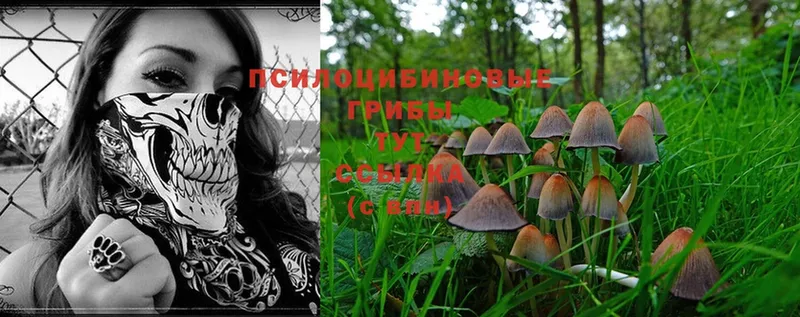 Псилоцибиновые грибы Psilocybe  Благовещенск 